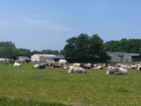 Les vaches de Normandie